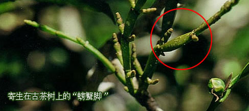 螃蟹脚是一种茶树寄生植物,因其枝条为节状带毫,故被当地人称为"螃蟹